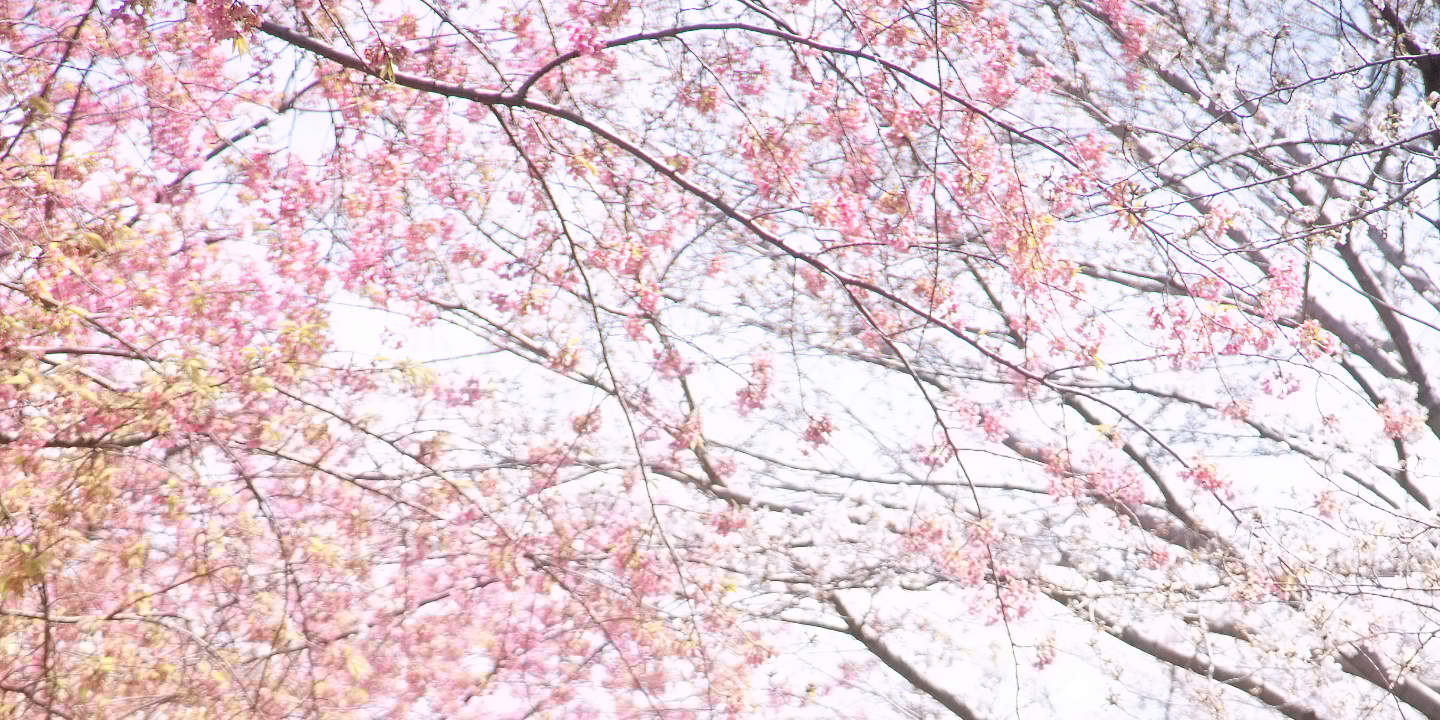 Tokyo: Wedding Photo Tour dengan 3 Lokasi & Pro Styling